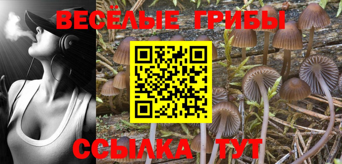 Асино  Галлюциногенные грибы Cubensis  Вход с VPN 